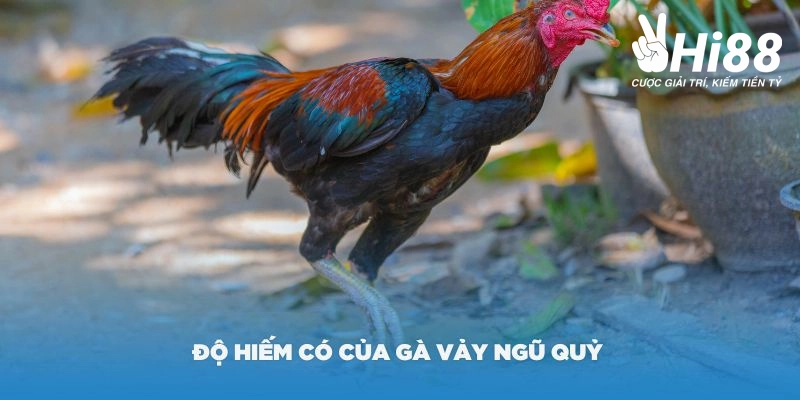 Độ hiếm có của vảy gà ngũ quỷ