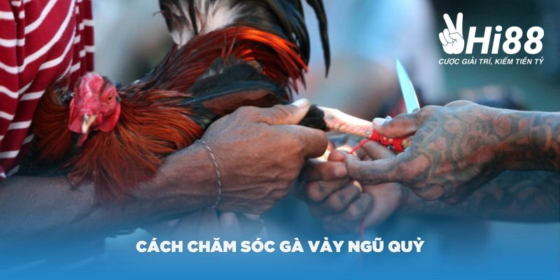 Cách chăm sóc vảy gà ngũ quỷ