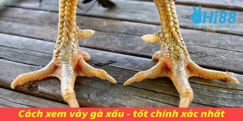 vảy gà tài