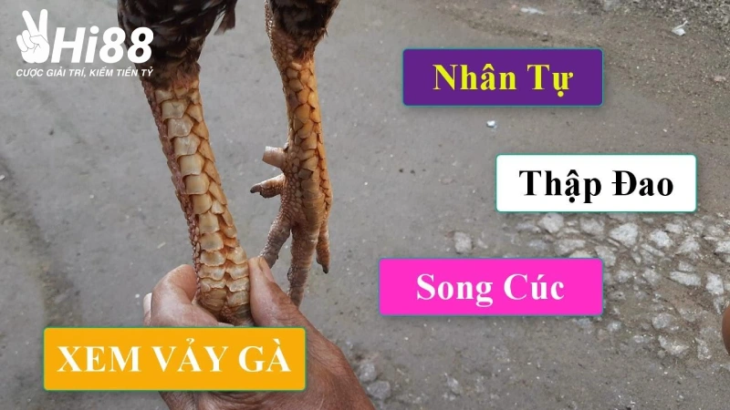 Đặc điểm đặc biệt của vảy gà song cúc